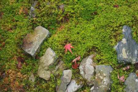 落ちてきた紅葉