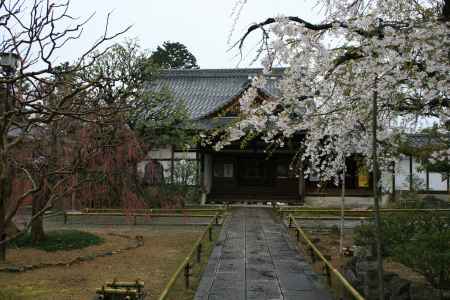 葉桜の上品蓮台寺