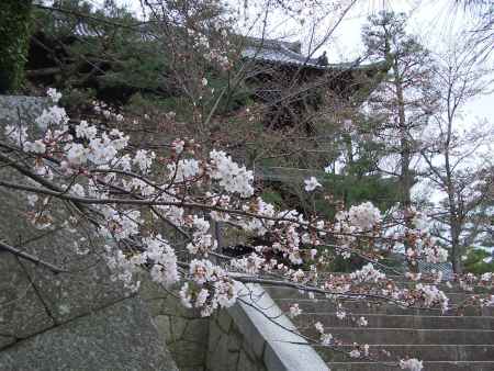 金戒光明寺の山門と桜