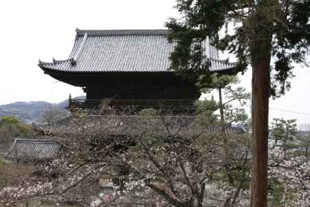 金戒光明寺の山門と桜