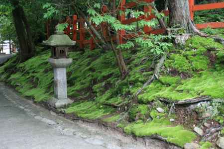 八大神社の苔