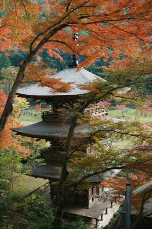 もみじに包まれる金剛院