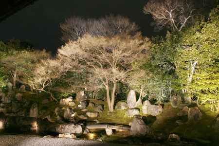 圓徳院庭園のライトアップ