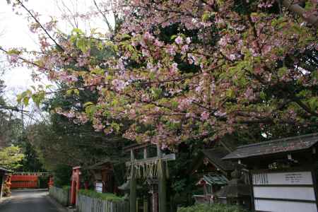 車折神社の葉桜