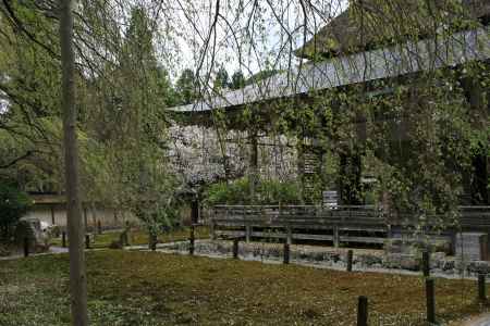 常照皇寺　散った後の九重桜