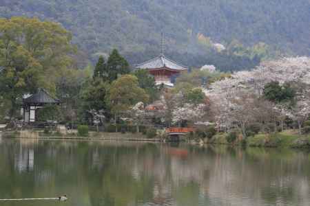 大覚寺の大沢池　心経宝塔と桜