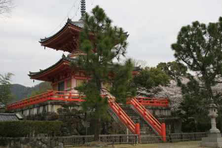大覚寺　心経宝塔と桜