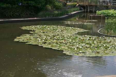 池の上の蓮