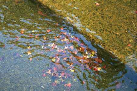 水の中の紅葉