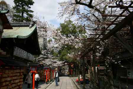 安井金比羅宮の桜