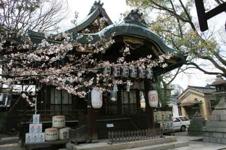 安井金比羅宮の桜