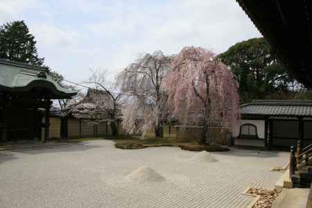 高台寺の枝垂桜