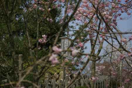 大日堂の桜