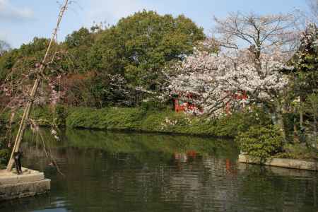 神泉苑　池と桜