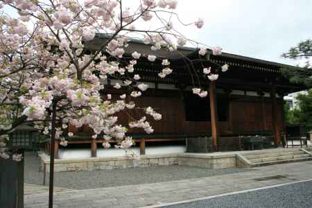 千本釈迦堂と桜