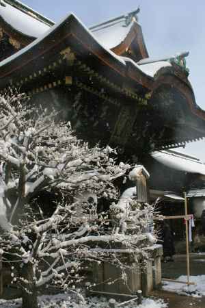 雪にうもれる梅