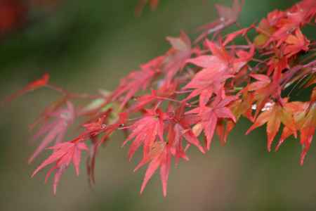 紅く染まった楓の葉