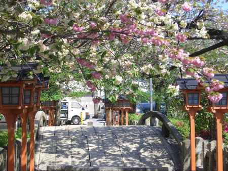 桜が咲く橋