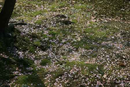 散る頃の桜