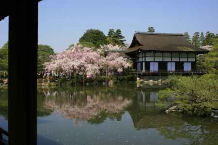 池と枝垂桜