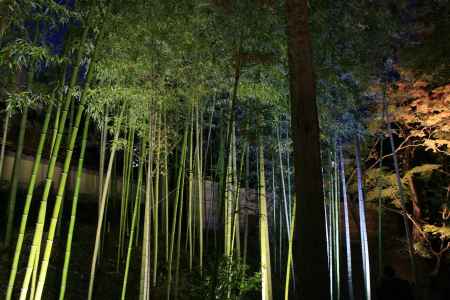 北野天満宮　夜の竹