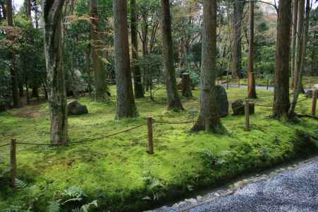 龍安寺　広がる苔