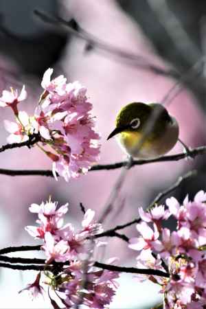 おかめ桜とメジロ