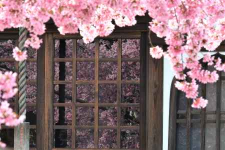 桜の鏡姿