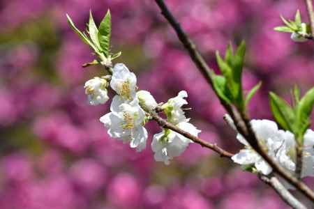 一枝の白い桃の花