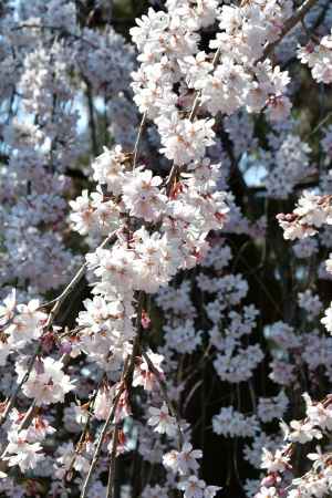 陽ざしに輝く阿亀桜