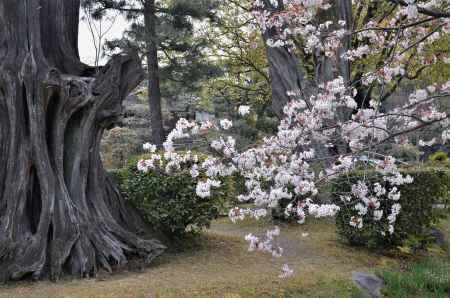 桜と枯れ木株の造形美