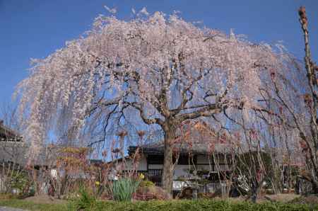 雲ひとつない青空に満開の枝垂れ桜