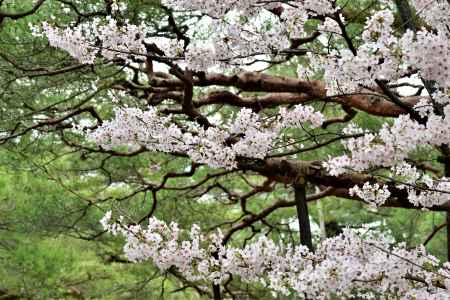 桜　三段の枝ぶりと松の緑