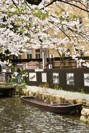 桜満開の高瀬川の魅力1