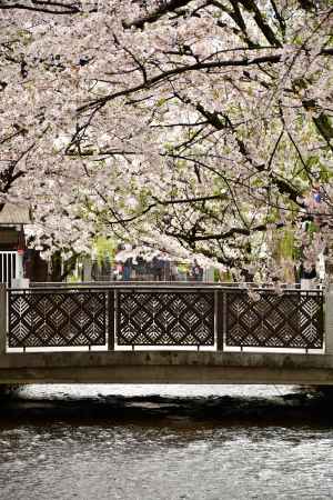 桜満開の高瀬川の魅力4