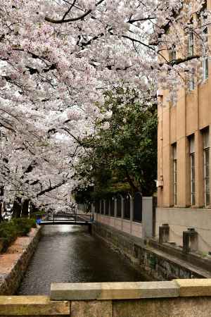 桜満開の高瀬川の魅力6