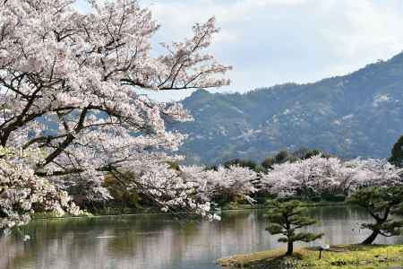 大沢池からも見える山桜