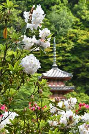 塔と石楠花