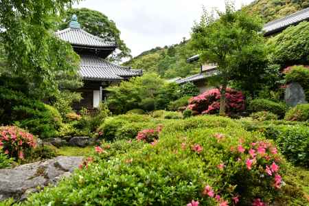 サツキ見頃の安楽寺庭園