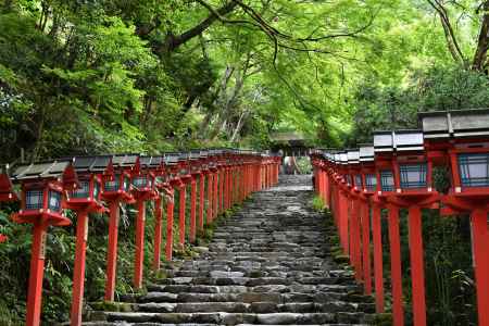 新緑の参道