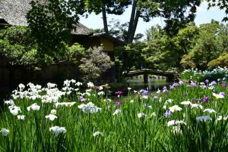 花菖蒲咲く梅宮大社