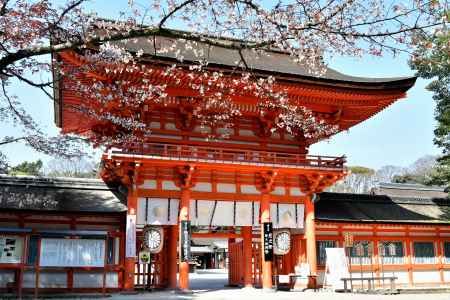 桜門の山桜