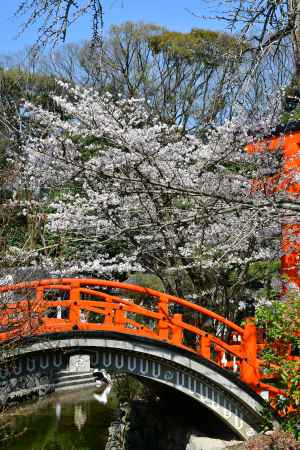 反り橋と桜