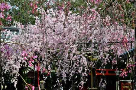 枝振り豊かな紅枝垂れ桜