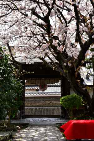 桜の雨宝院