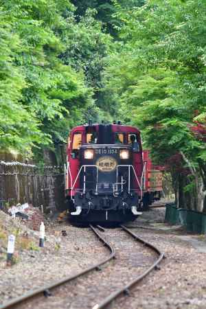 新緑の中を走るトロッコ電車