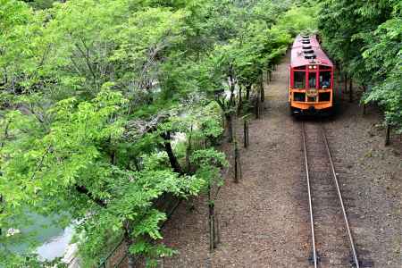 新緑の保津川沿を走るトロッコ電車