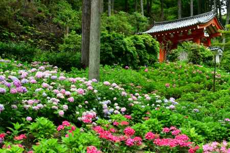 三室戸寺の紫陽花苑