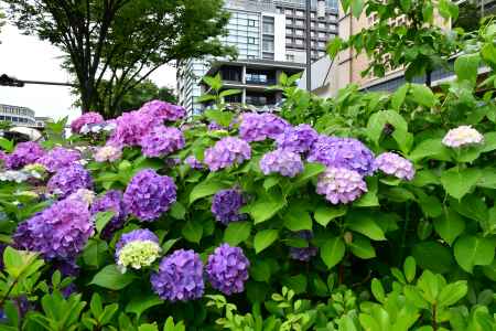 町中の紫陽花