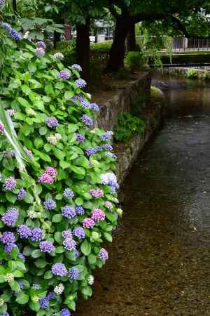高瀬川の紫陽花